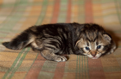 Ingalena - 3 weeks old