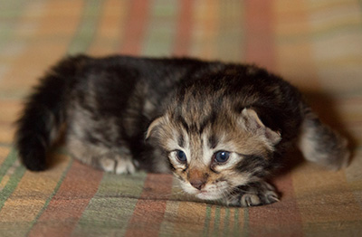 Ingalena - 3 weeks old
