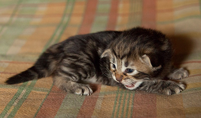 Ingalena - 3 weeks old