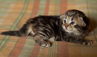 Ingalena - 3 weeks old