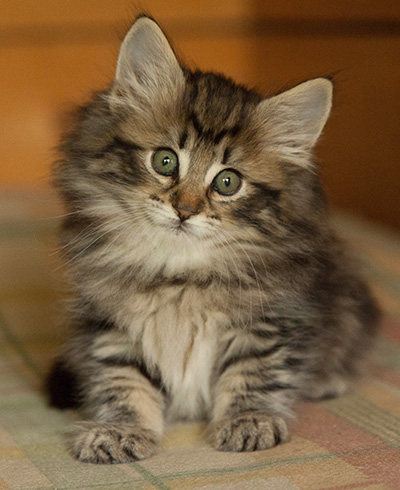 Ingalena - 7 weeks old