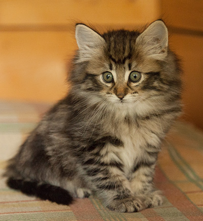 Ingalena - 7 weeks old