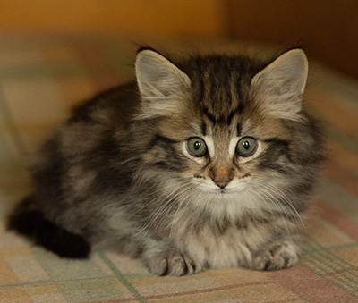 Ingalena - 7 weeks old