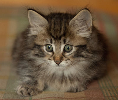 Ingalena - 7 weeks old