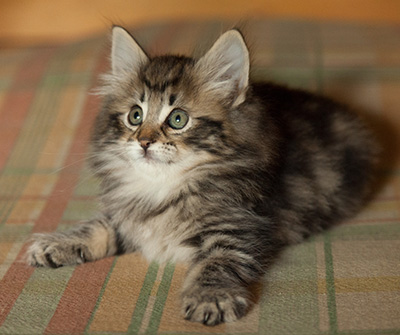 Ingalena - 7 weeks old