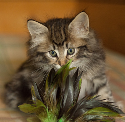 Ingalena - 7 weeks old