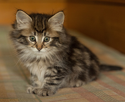 Ingalena - 7 weeks old