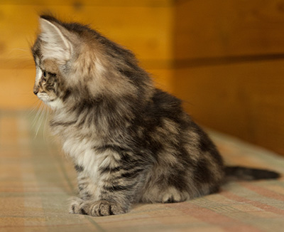 Ingalena - 7 weeks old