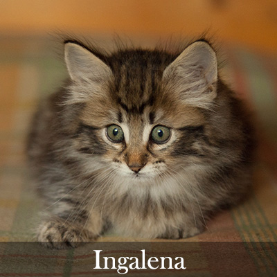 Ingalena