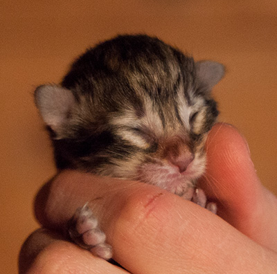 Ingalena - First Day