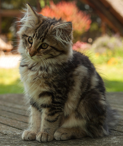 Ingalill - 14 weeks old