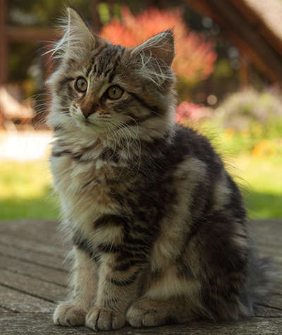 Ingalill - 14 weeks old