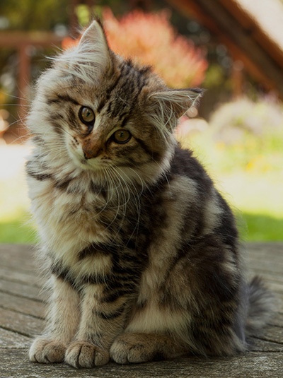 Ingalill - 14 weeks old