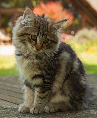 Ingalill - 14 weeks old