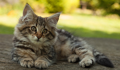 Ingalill - 14 weeks old