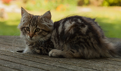 Ingalill - 14 weeks old