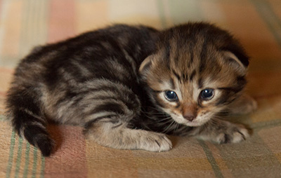 Ingalill - 3 weeks old