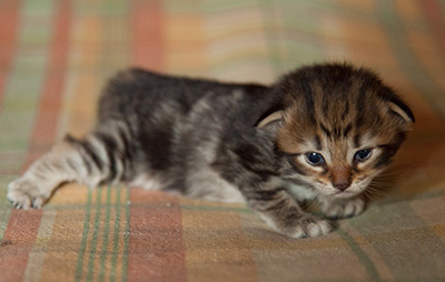 Ingalill - 3 weeks old