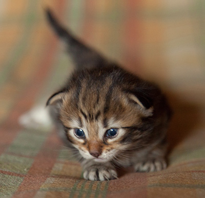 Ingalill - 3 weeks old