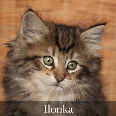 Ilonka