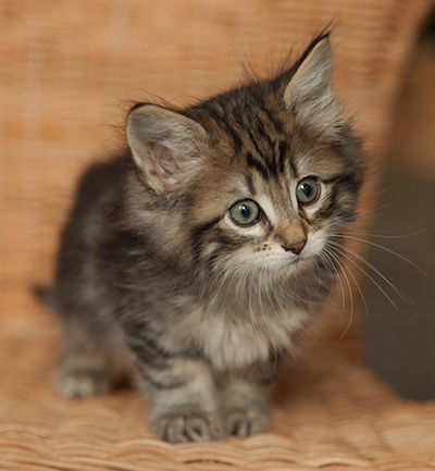 Iona - 7 weeks old