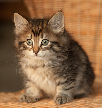 Iona - 7 weeks old