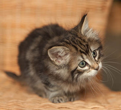 Iona - 7 weeks old