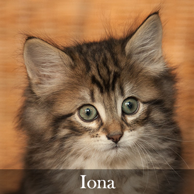 Iona