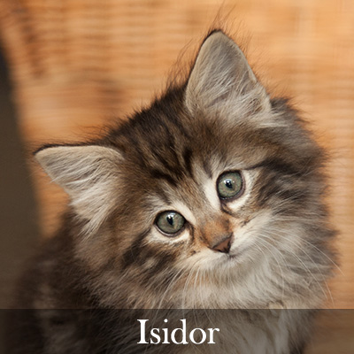 Isidor