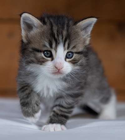 Rackham - 4 weeks old