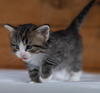 Rackham - 4 weeks old