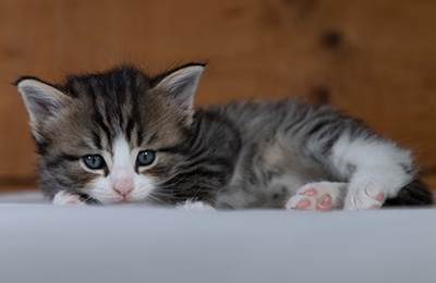 Rackham - 4 weeks old