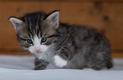 Rackham - 4 weeks old