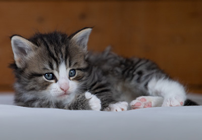 Rackham - 4 weeks old