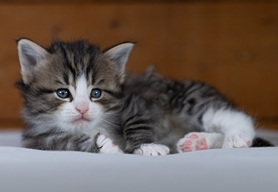 Rackham - 4 weeks old
