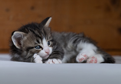 Rackham - 4 weeks old