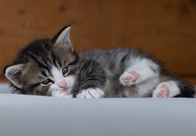 Rackham - 4 weeks old