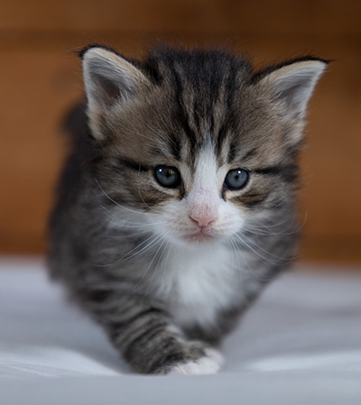 Rackham - 4 weeks old
