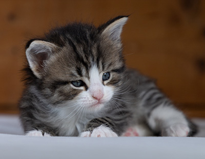 Rackham - 4 weeks old