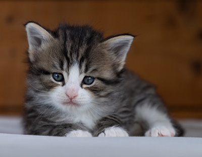 Rackham - 4 weeks old