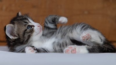 Rackham - 4 weeks old