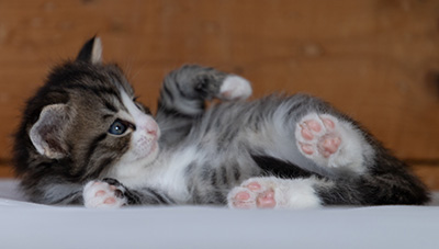 Rackham - 4 weeks old