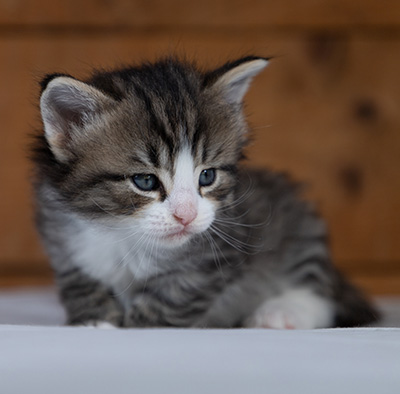 Rackham - 4 weeks old