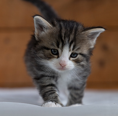 Rackham - 4 weeks old