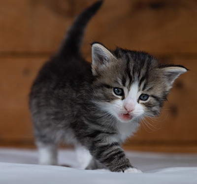 Rackham - 4 weeks old