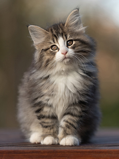 Rackham - 9 weeks old