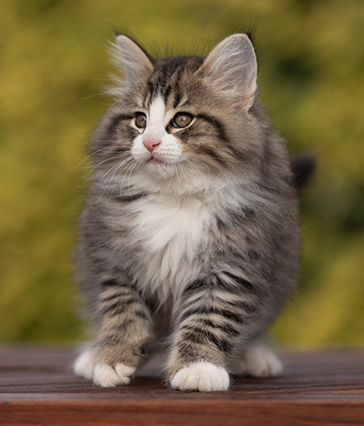 Rackham - 9 weeks old