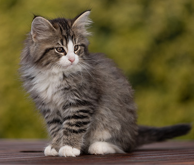 Rackham - 9 weeks old