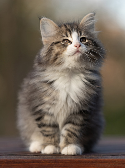 Rackham - 9 weeks old