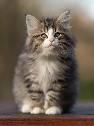 Rackham - 9 weeks old
